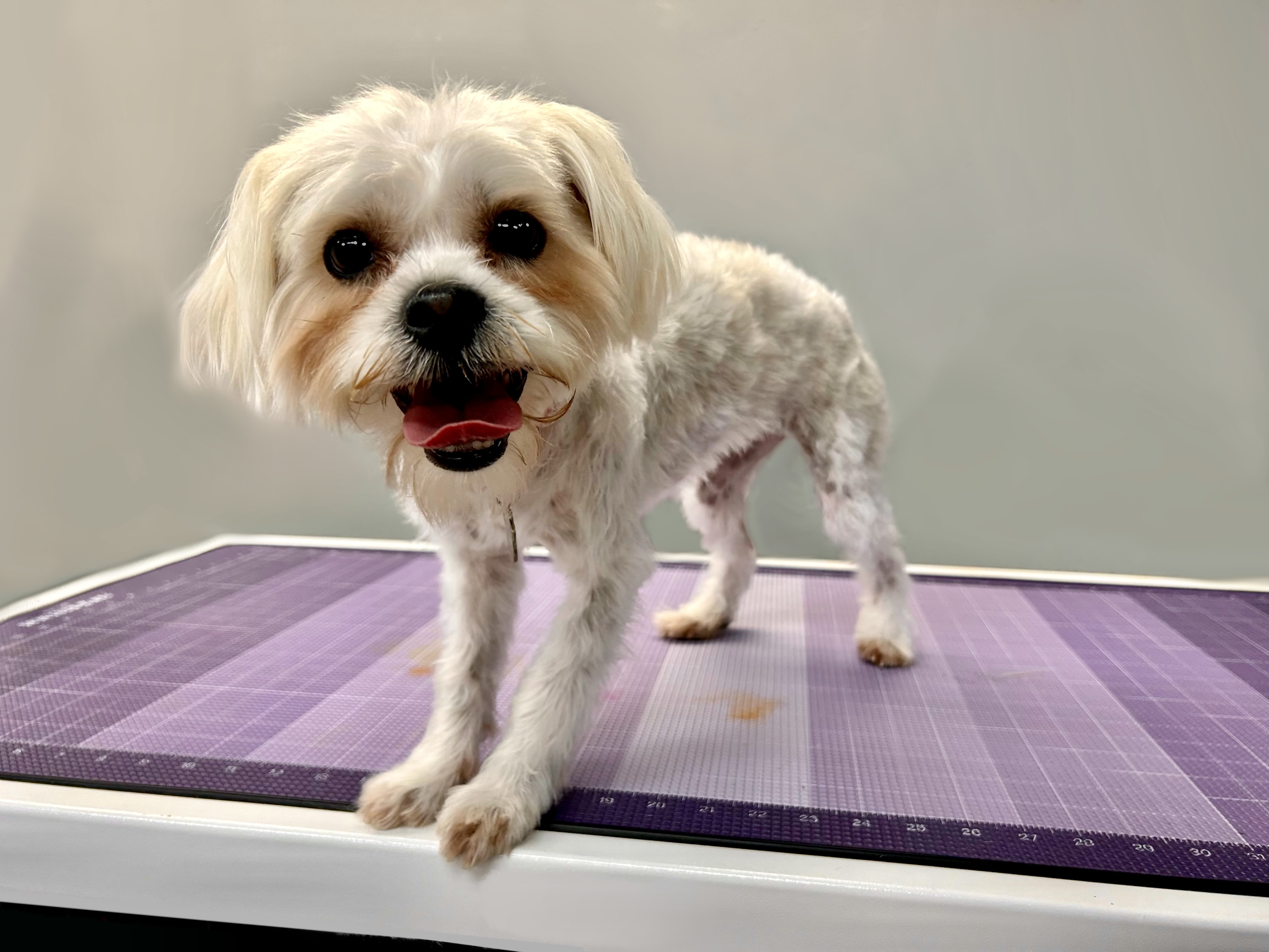 booking-2-apawllo-13-grooming