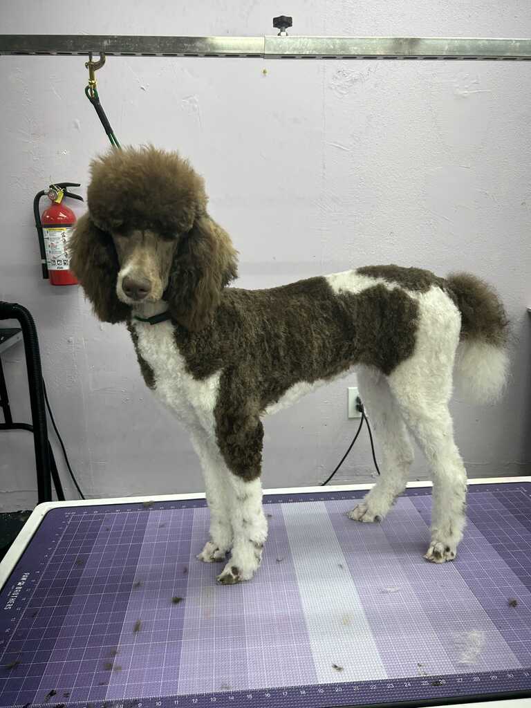 booking-2-apawllo-13-grooming